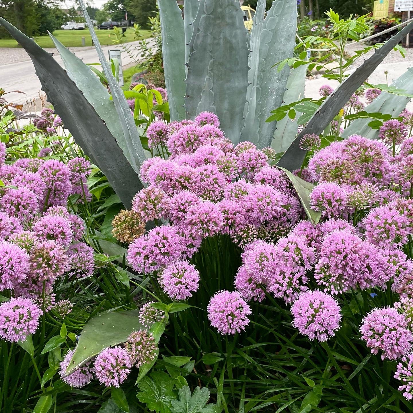 Allium